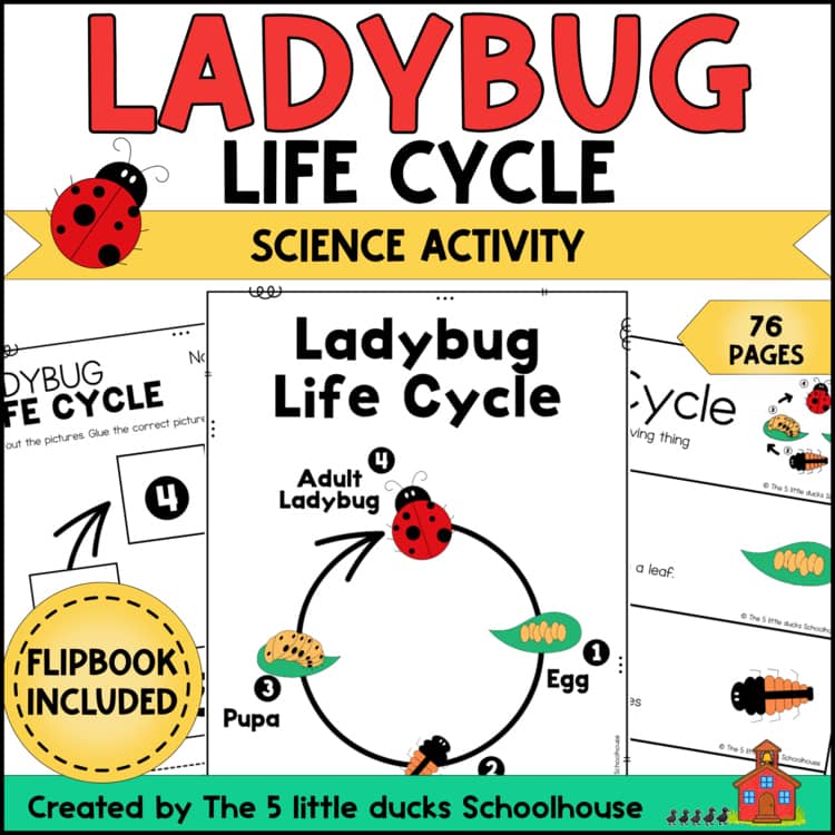 Home 9 Ladybug life cycle activities and worksheets for preschool, kindergarten, and first grade
