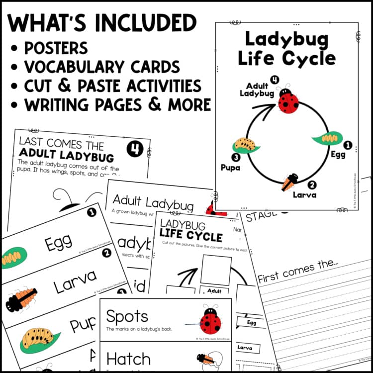 Ladybug life cycle printable preview with sequencing, vocabulary, tracing, and writing activities