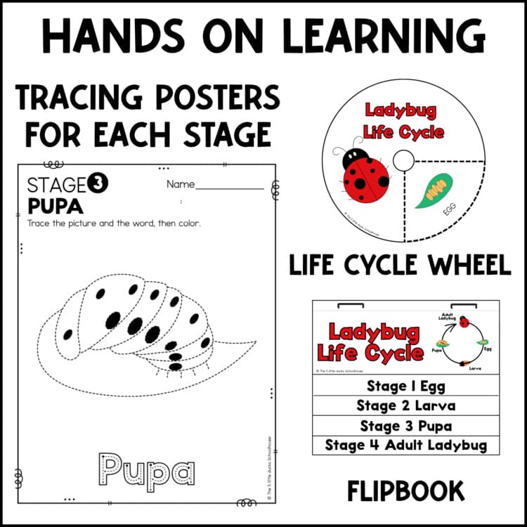 Ladybug life cycle worksheets preview with cut and paste, flipbook, wheel, and early writing practice